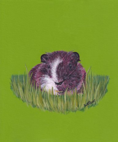 Wilbur, our Guinea Pig Friend Wilbur the Guinea Pig on a green background