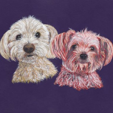 Koko & Lulu Two Rays of Sunshine Koko & Lulu 2 Senior Dogs