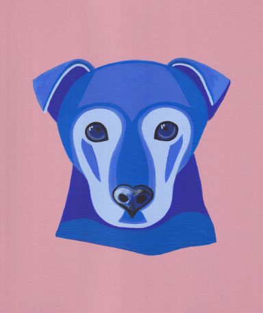 Blue Zed a Patterdale on Dusky Pink! Zed in blue on a pink background