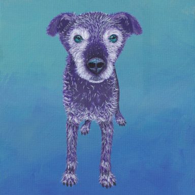 Sea Zed Old Grey Patterdale Terrier on a sea coloured background