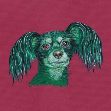 Kiro, Russian Toy Terrier friend Kiro a Russian Toy Terrier from Finland