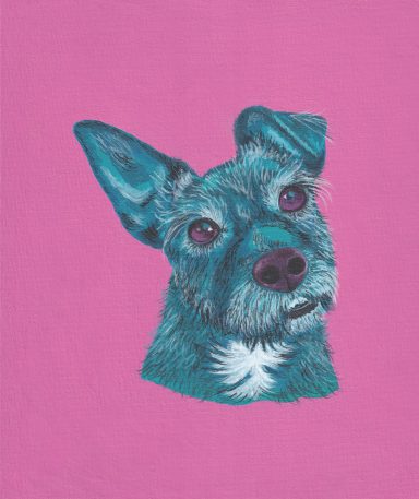 Sweet Peggy in Turquoise and Pink Peggy the Patterdale in Turquoise on a Pink Background