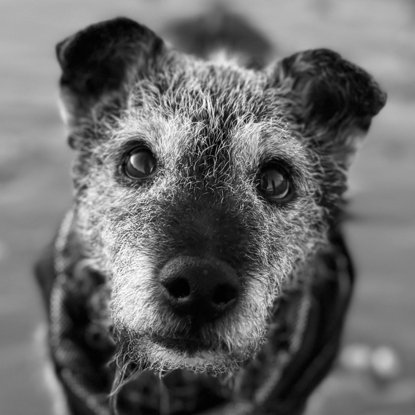 Zed on a winters day Photo in black and white of Zed The Patterdale Terrier